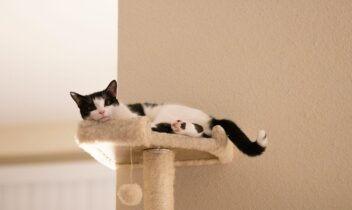 猫と暮らす家の間取りの秘訣！家族みんなが快適に暮らす空間づくりガイド