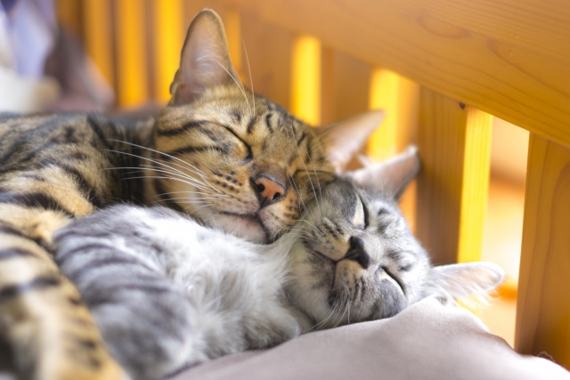 猫と家族の生活を両立させるメリット