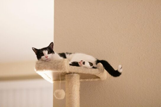 猫と暮らす家の間取りの秘訣！家族みんなが快適に暮らす空間づくりガイド