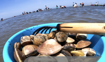 5月4日潮干狩り