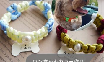 2026年10月10日伊勢崎わんちゃんカラー作り