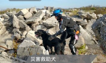 2026年10月11日古河救助犬