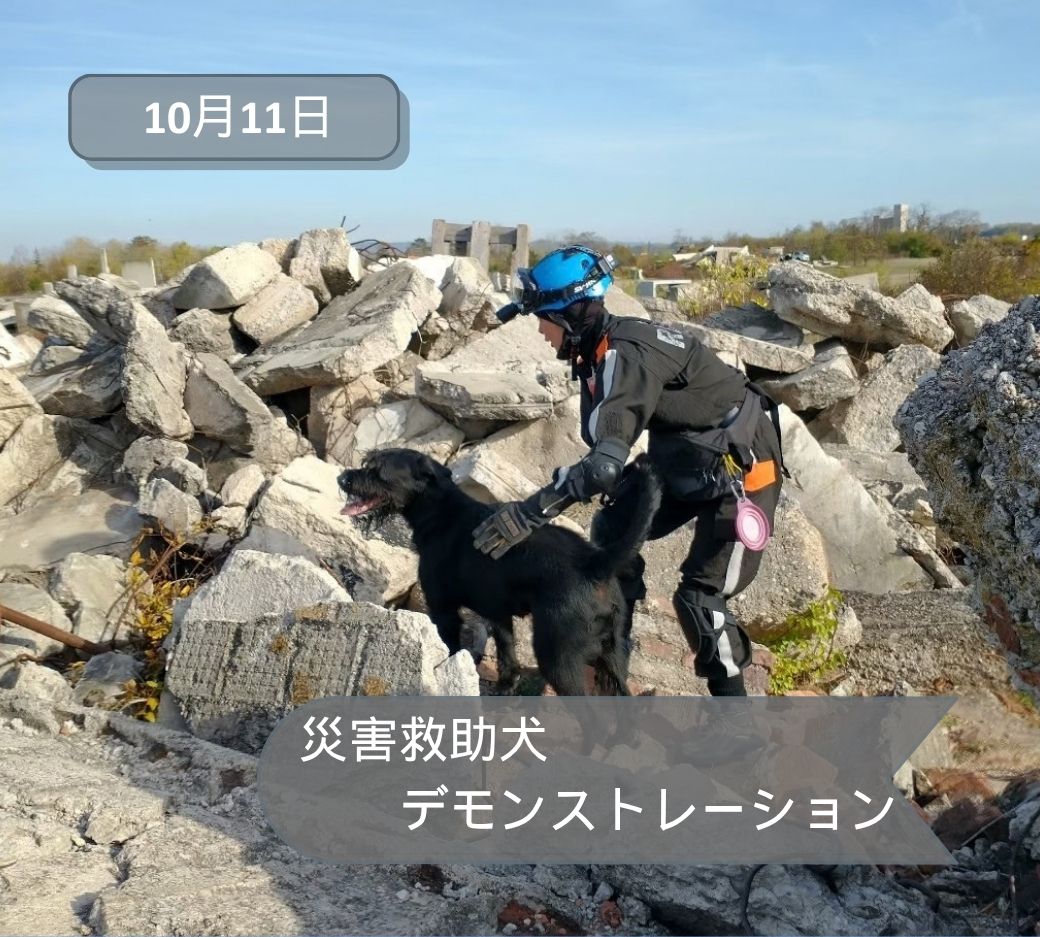 2026年10月11日古河救助犬